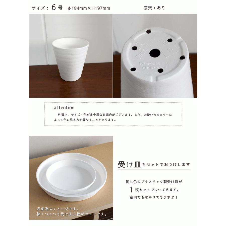 園芸ネット本店｜アンスリウム：フーケリーバリエガータ（国内実生