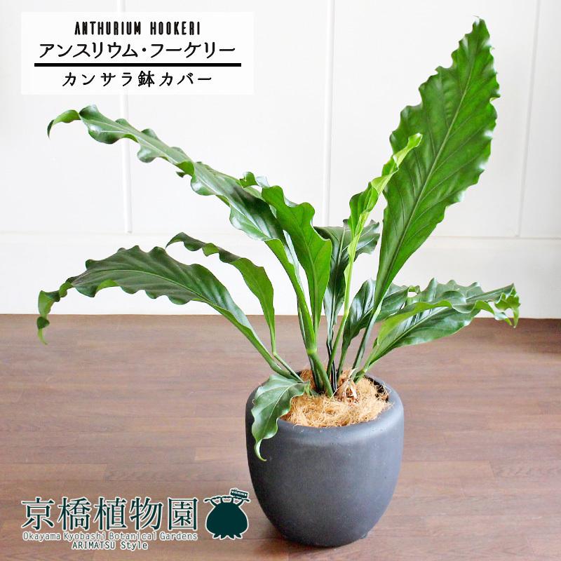 【カンサラ鉢カバー付き/ブラック】アンスリウム・フーケリー　7号(10450円)