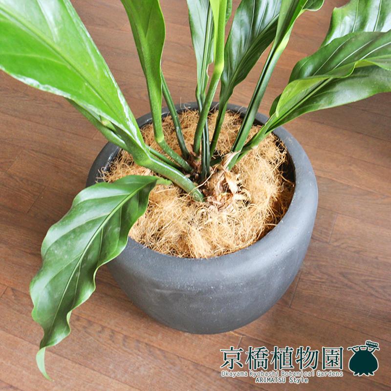 【カンサラ鉢カバー付き/ブラック】アンスリウム・フーケリー　7号 