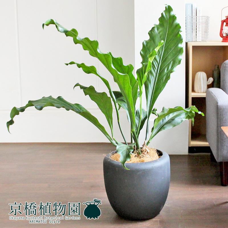 【カンサラ鉢カバー付き/ブラック】アンスリウム・フーケリー　7号 