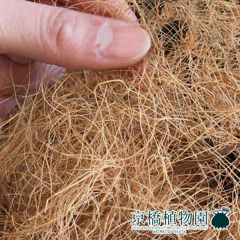 【カンサラ鉢カバー付き/ブラック】アンスリウム・フーケリー　7号 