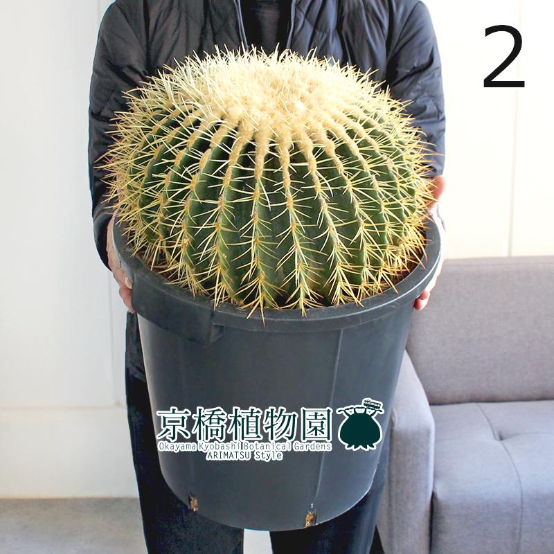 くろサボテン 大物キンシャチ①　超選抜苗7月限定3個　【金鯱】王様 くろサボテン 大物キンシャチ① 超選抜苗7月限定3個 【金鯱】王様 くろ