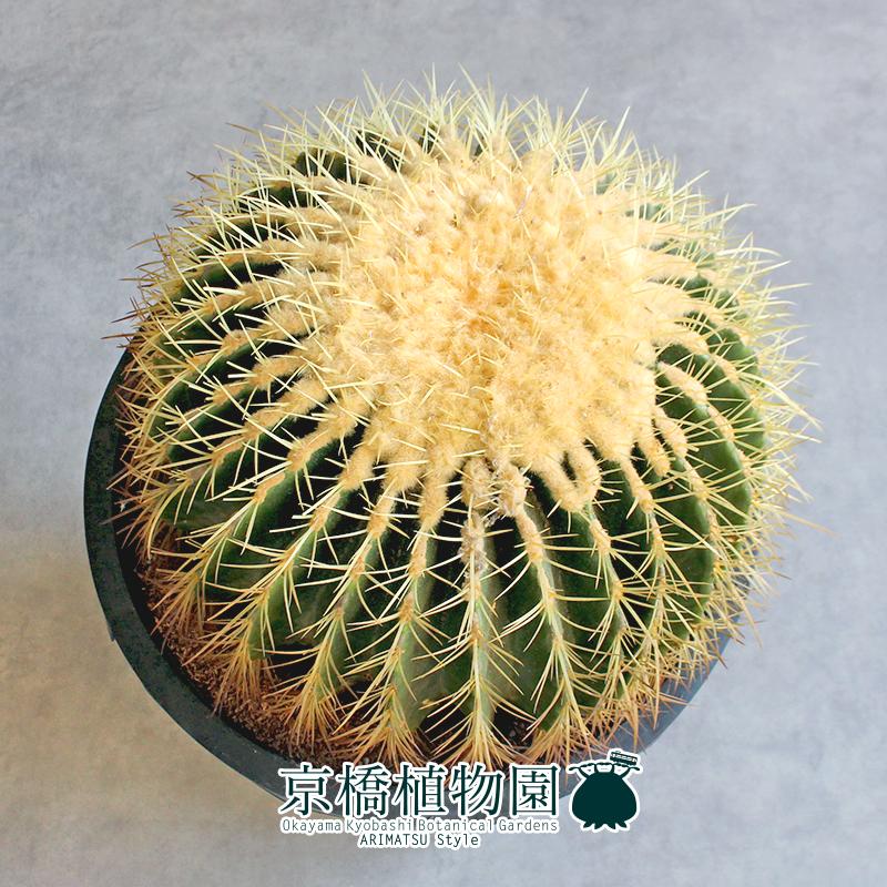 現品】サボテン金鯱（キンシャチ）12号黒鉢（2）