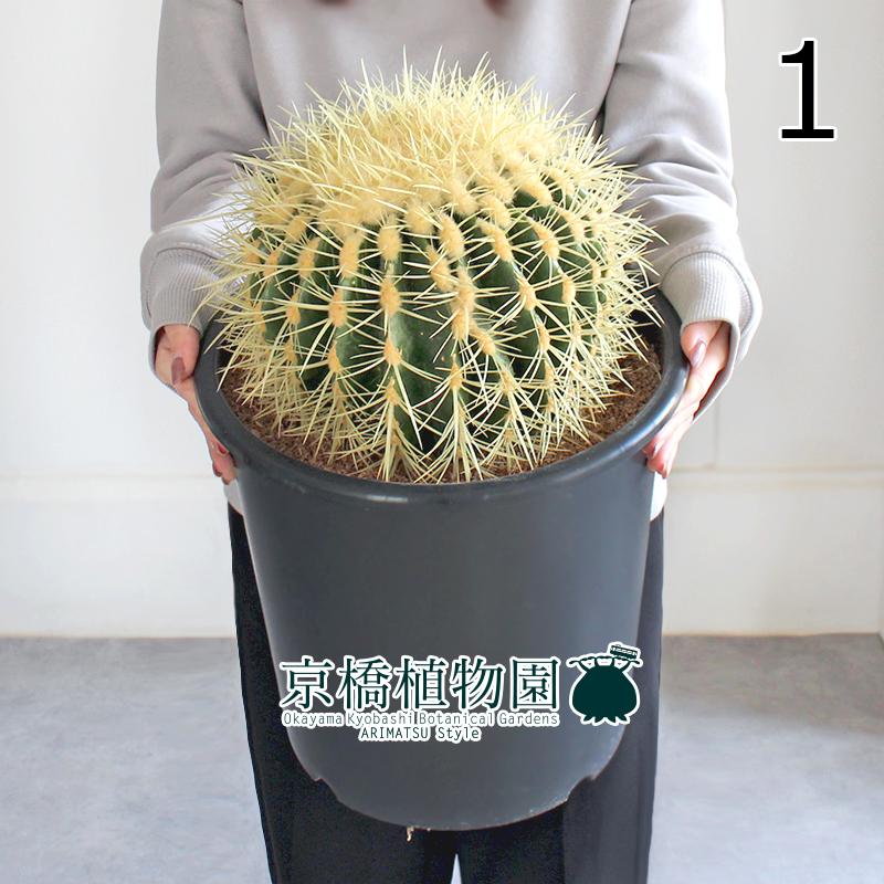 現品】サボテン・キンシャチ(金鯱 )15号E8番