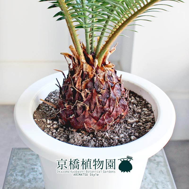 現品】蘇鉄（ソテツ） 6号 白鉢（2） : 花のアリマツ Yahoo!店