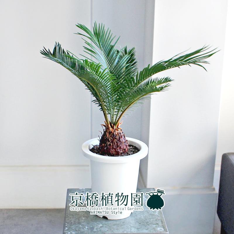 現品】蘇鉄（ソテツ） 6号 白鉢（2） : 花のアリマツ Yahoo!店