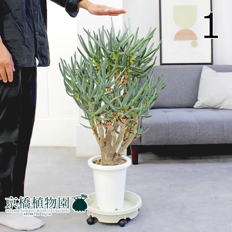 現品】アロエ・ラモシシマ/ラモシッシマ（別名：羅紋錦） 7号 白鉢（1