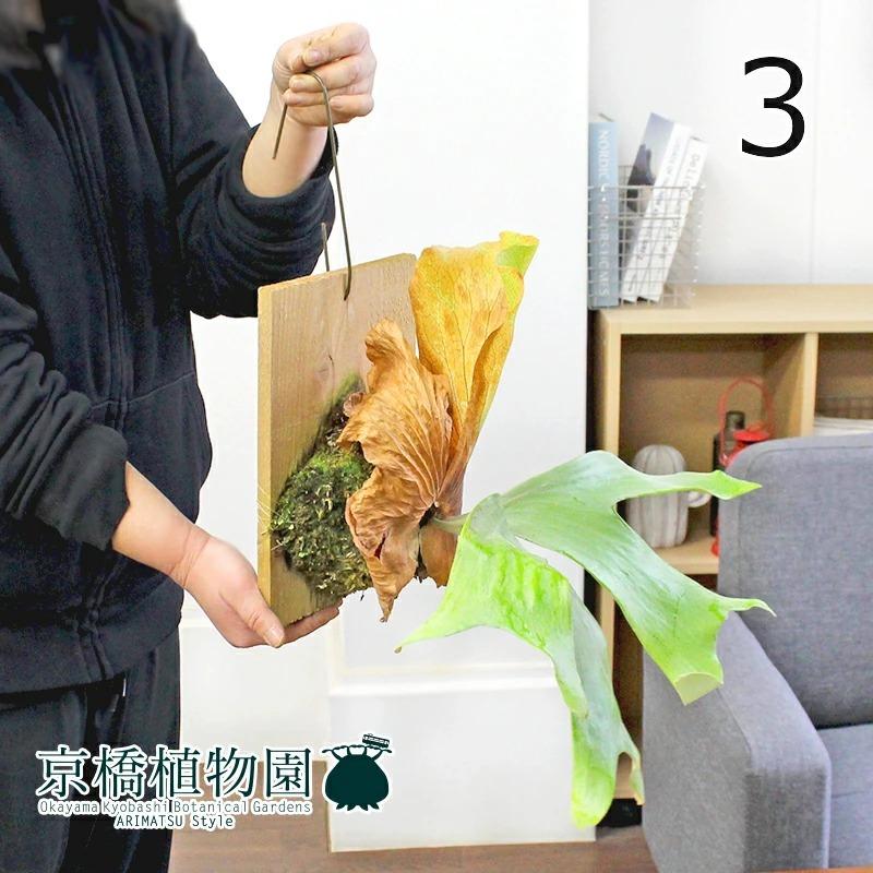 現品】 コウモリラン・ステマリア 板付き 吊り下げ (3) : 花の