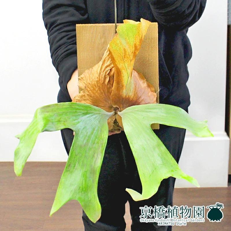 現品】 コウモリラン・ステマリア 板付き 吊り下げ (3) : 花のアリマツ 