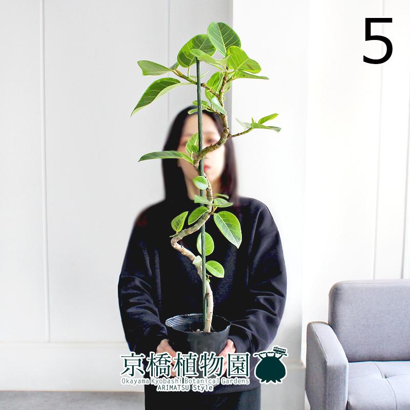 現品 フィカス アルテシーマ 曲がり 5号ポット 5 Ag 2601 3e 花のアリマツ Yahoo 店 通販 Yahoo ショッピング