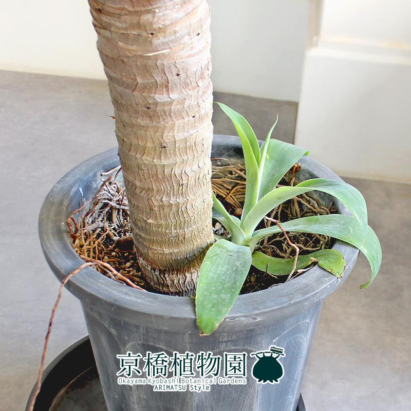 アテナータ　ボーチンブルー アガベ・ボーチンブルー | AONOKI【沖縄最大の観葉植物生産者】