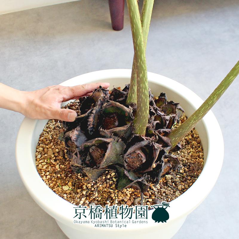 【現品】リュウビンタイ/羊歯（シダ）　13号（1）_1