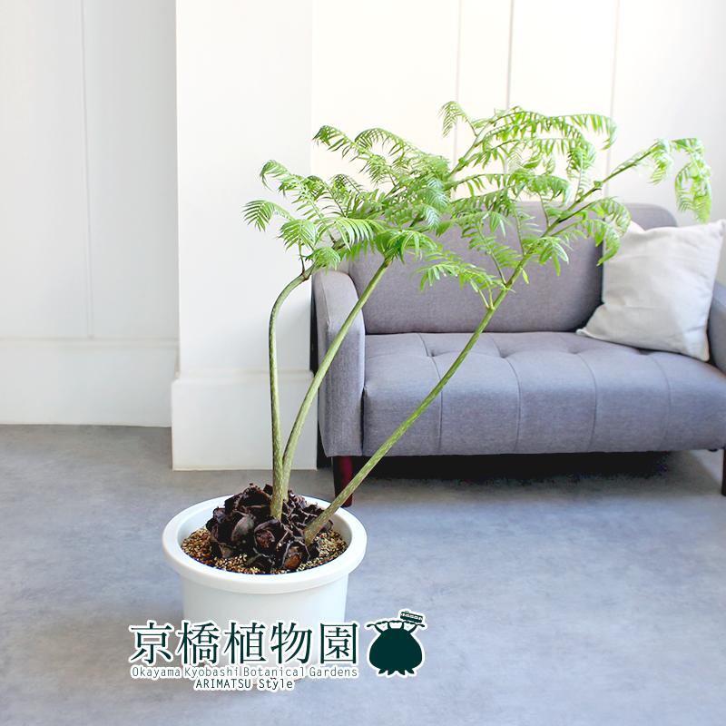 【現品】リュウビンタイ/羊歯（シダ）　13号（1）_2