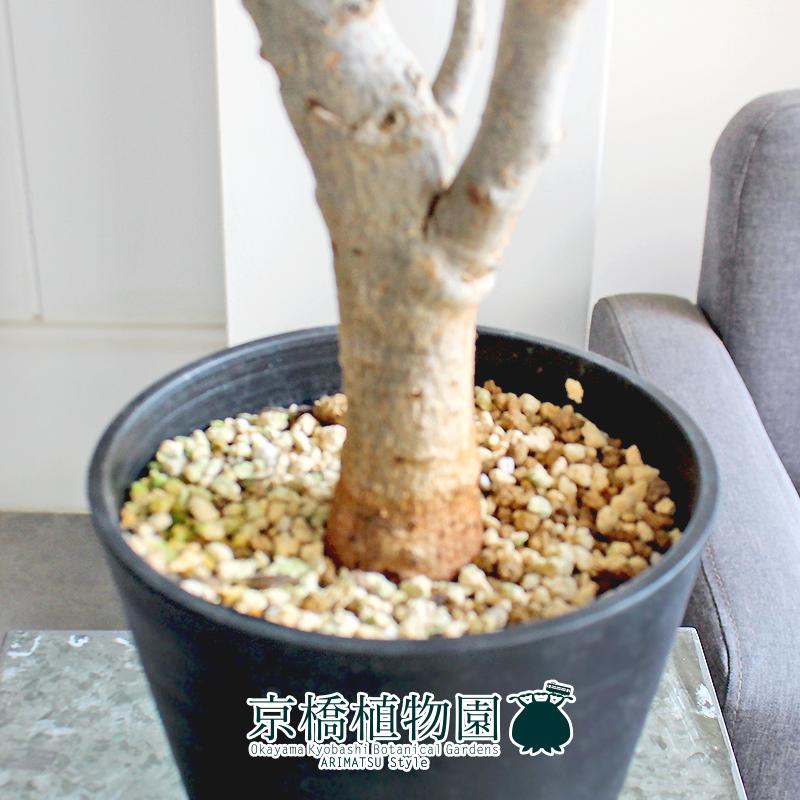 【現品】バオバブ・ディギタータ　5号　黒鉢　（4） 楽天市場】【20日はP5倍！】【現品】バオバブ・ディギタータ 5号