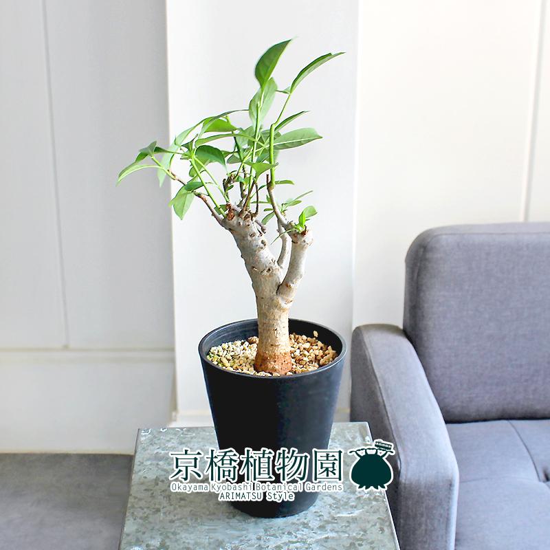 【現品】バオバブ・ディギタータ　5号　黒鉢　（5） 現品】バオバブ・ディギタータ 5号 黒鉢（3） : 花のアリマツ