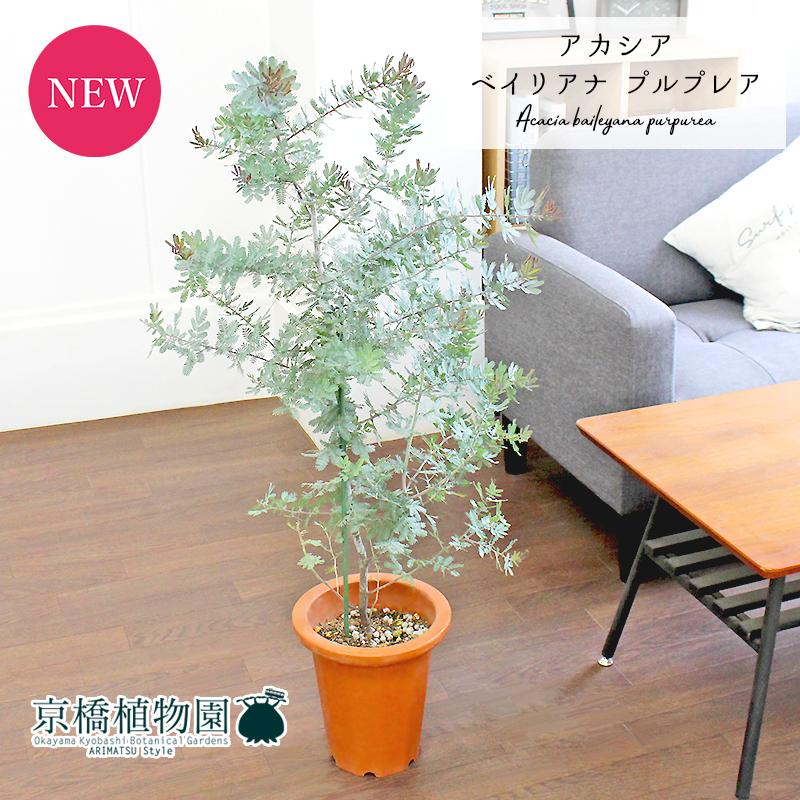 アカシア・ベイリアナ プルプレア 7号 茶鉢 : 花のアリマツ Yahoo!店