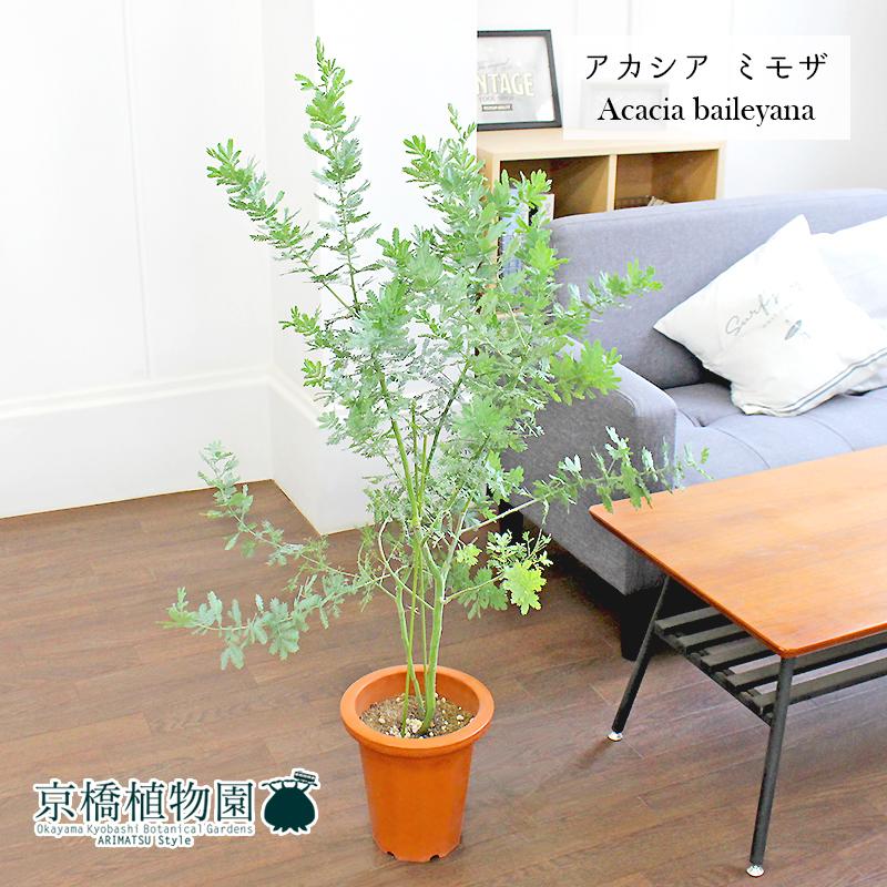 アカシア・ミモザ(銀葉アカシア) 7号 茶鉢 : 花のアリマツ アカシア・ミモザ(銀葉アカシア) 7号 茶鉢 : 花のアリマツ