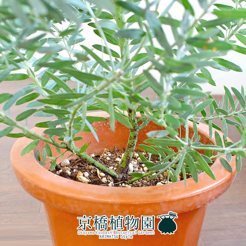 アカシア・ブルーブッシュ 7号 茶鉢 : 花のアリマツ Yahoo!店 アカシア・ブルーブッシュ 7号 茶鉢 : 花のアリマツ Yahoo!店