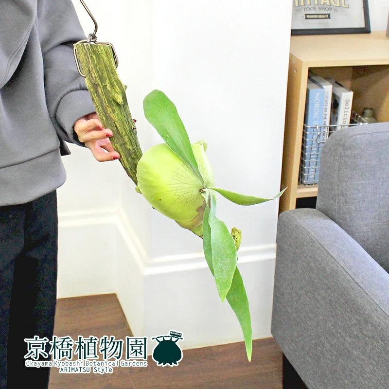 現品】コ ウモリラン/ビカクシダ・ケンイチ 流木付き 吊り下げ (3
