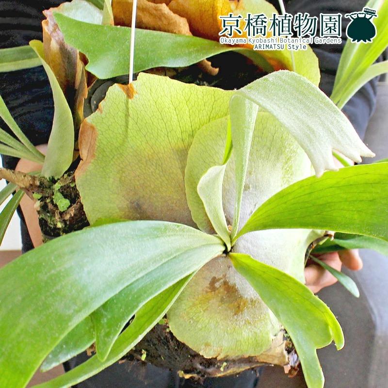 現品】コウモリラン/ビカクシダ・ビフルカツム カゴ群生 吊り下げ 特大