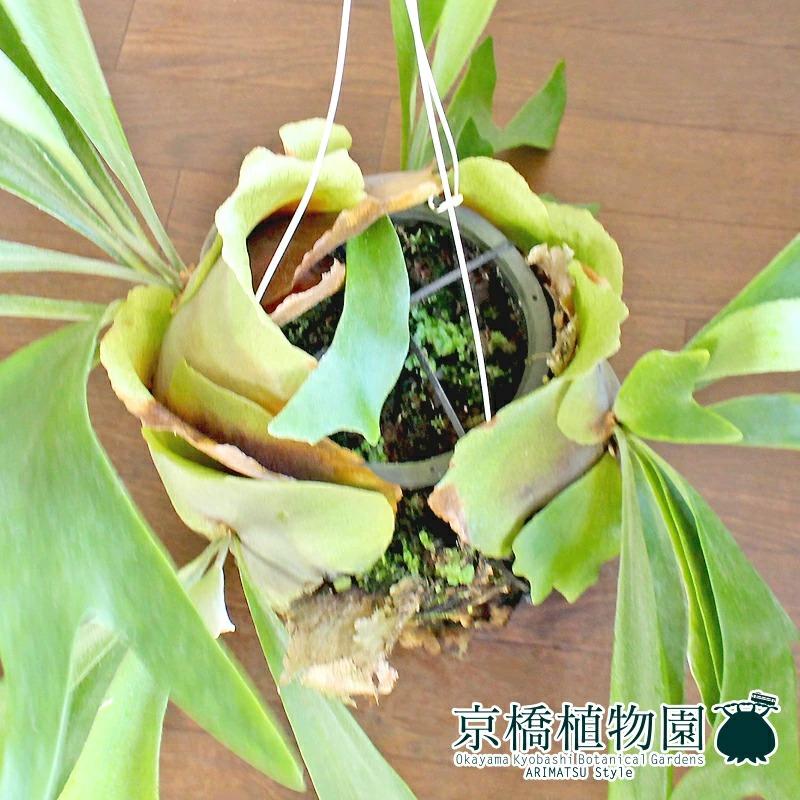 現品】コウモリラン/ビカクシダ・ビフルカツム カゴ群生 吊り下げ 特大