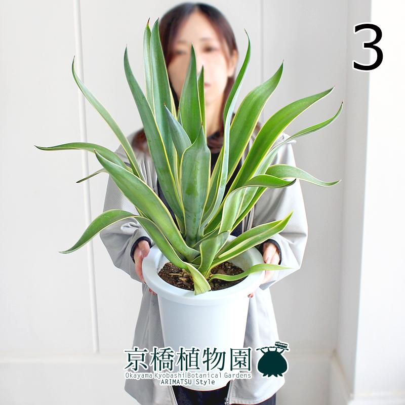 特大アガベ ベネズエラ お祝 新築祝い 開店祝い 記念樹 ドライガーデン