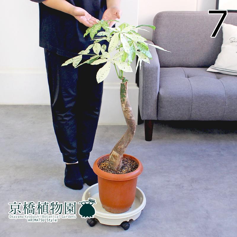 現品】パキラ・ミルキーウェイ 7号 茶鉢（7） : ag-240927-4f : 花の 