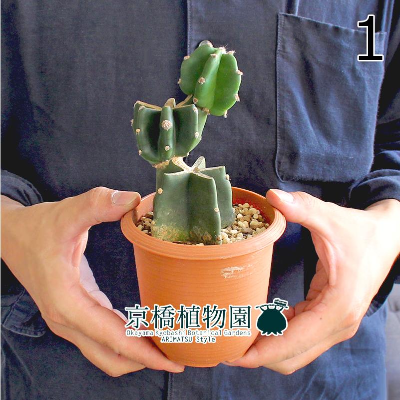 現品】柱サボテン 3本立 8号 茶鉢 （1） 【公式通販】