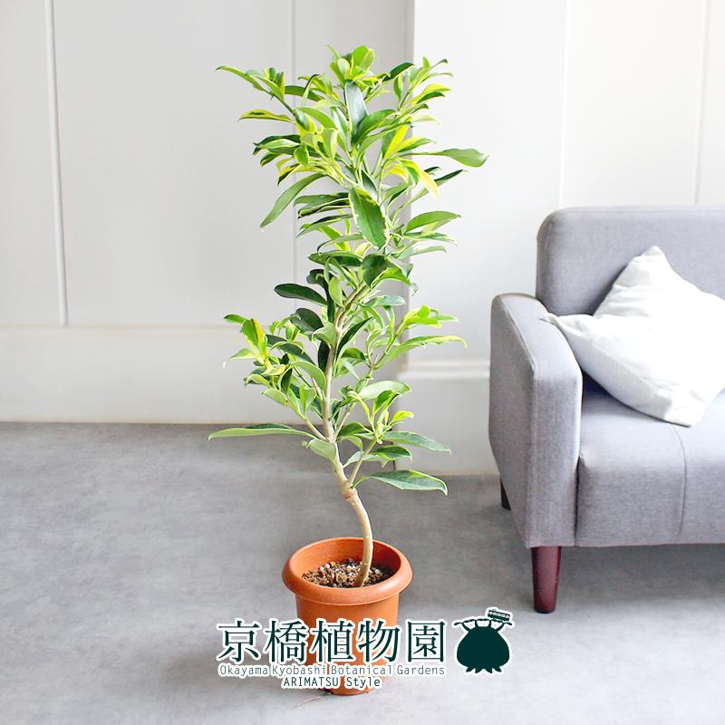 【現品】ファグラエア・ベルテロアナ　斑入り　曲がり　7号　茶鉢（1） 現品】ファグラエア・ベルテロアナ 斑入り 曲がり 7号 茶鉢（2） : 花