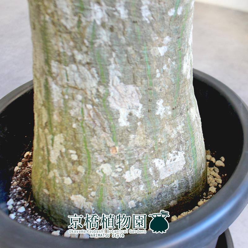 現品】ボンバックス 9号 黒鉢（1） 観葉植物
