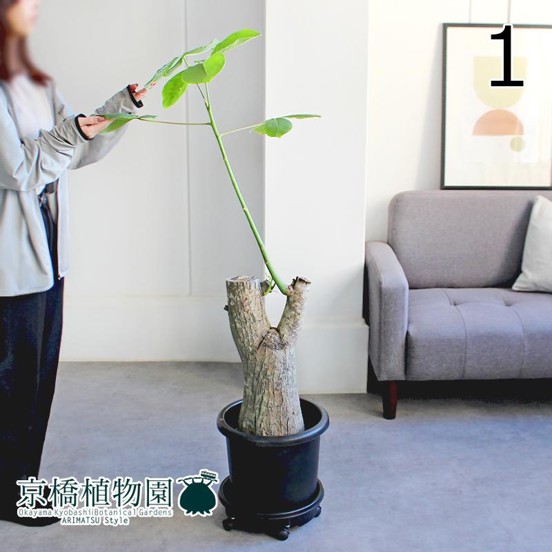 【現品】ボンバックス　8号　黒鉢　（2） 現品】ボンバックス 8号 黒鉢（1） : 花のアリマツ Yahoo!店