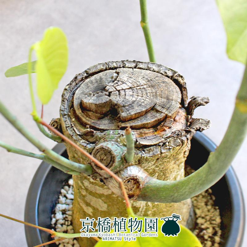 現品】ボンバックス 8号 黒鉢（2） : 花のアリマツ Yahoo!店 - 通販