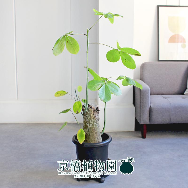 現品】ボンバックス 8号 黒鉢（2） : 花のアリマツ Yahoo!店 - 通販