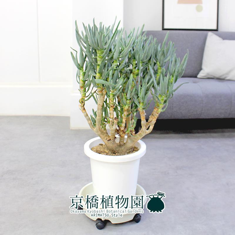 現品】アロエ・ラモシシマ/ラモシッシマ（別名：羅紋錦） 8号 白