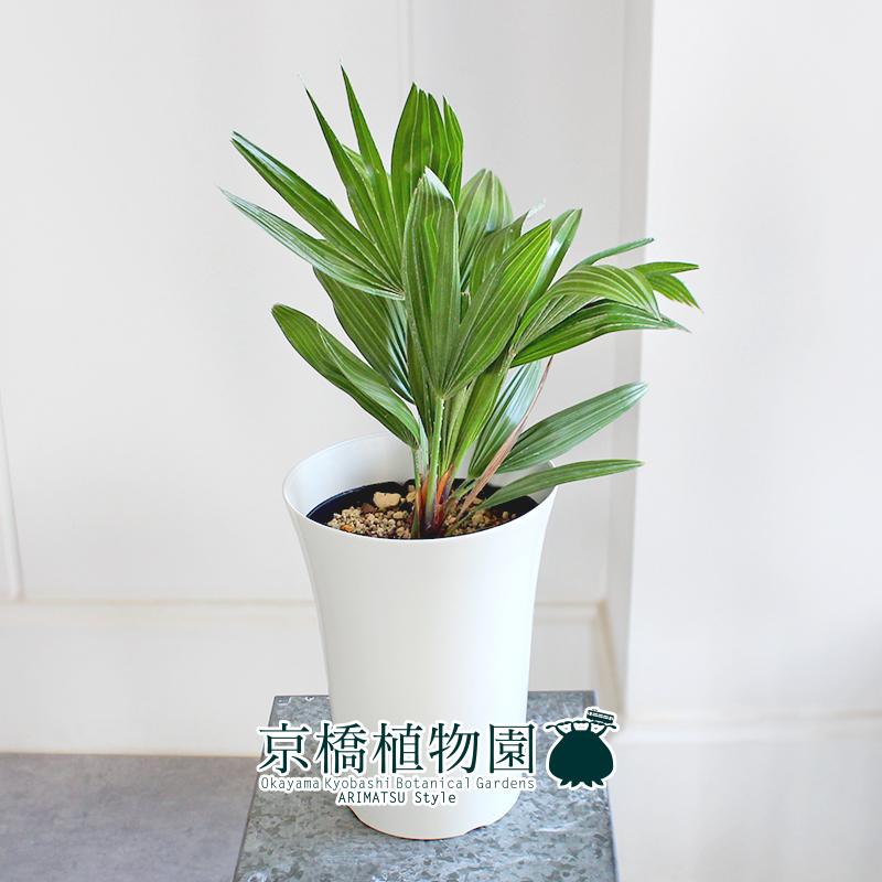 現品】チャメロプス・フミリス 9号 Aせ番 現品】チャメロプス