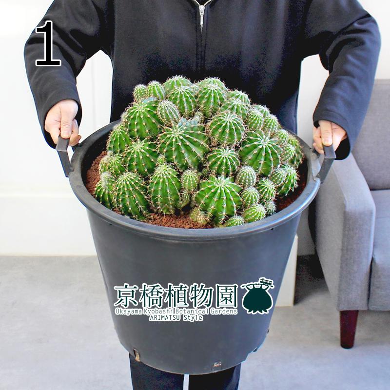 現品】サボテン エキノプシス・ハイブリッド 15号（1） : 花のアリマツ