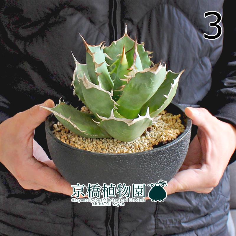 鉢植え】 アガベ チタノタ オテロイ 南覇王 覇王龍 ナンバーワン 大株