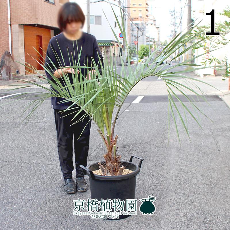 現品】ココスヤシ 13号 黒鉢（1） : 花のアリマツ Yahoo!店 - 通販 