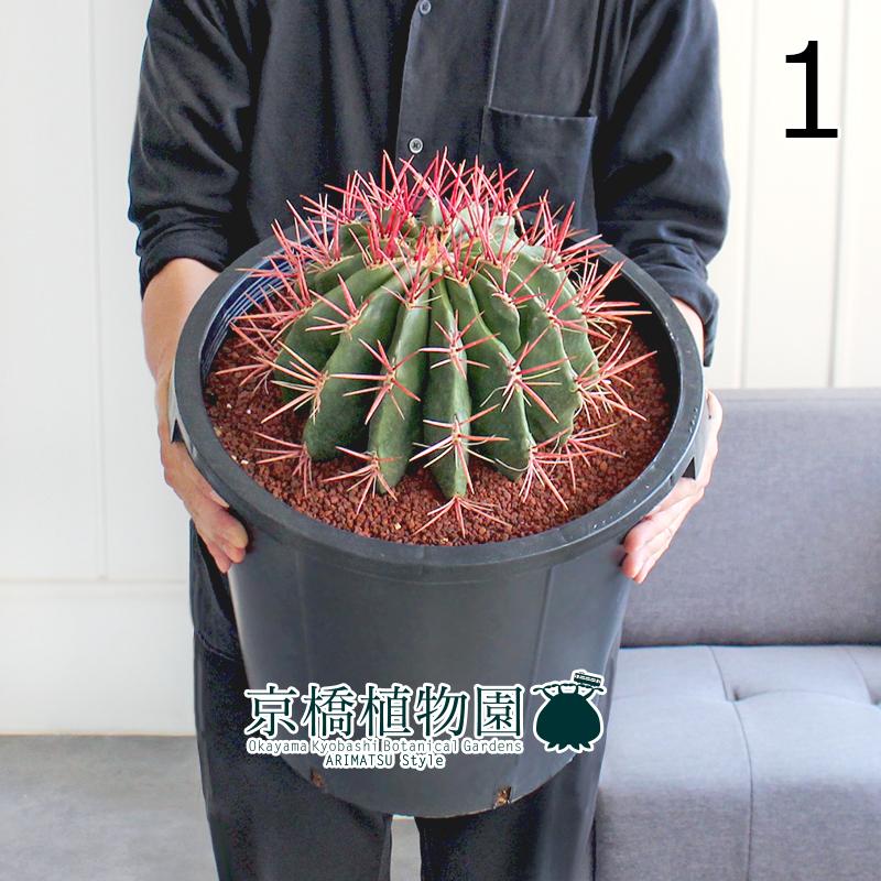 現品】サボテン 赤鳳（セキホウ） 12号 黒鉢（1） : 花のアリマツ