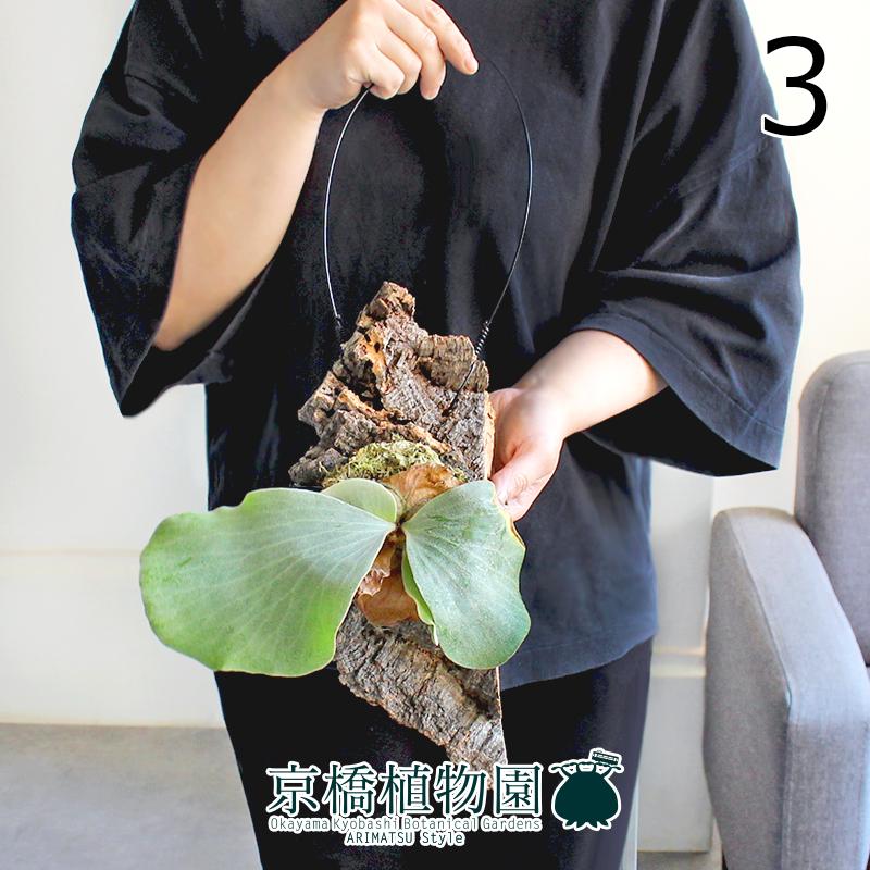 現品】コルク付き プラティケリウム ウィリンキー 吊り コウモリラン