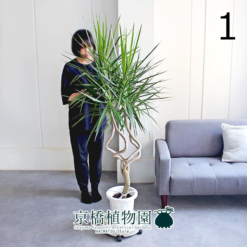 【現品】ドラセナ・コンシンネ　“龍”　8号　白鉢　（1） 現品】ドラセナ・コンシンネ “龍” 8号 白鉢（1） : 花のアリマツ Yahoo