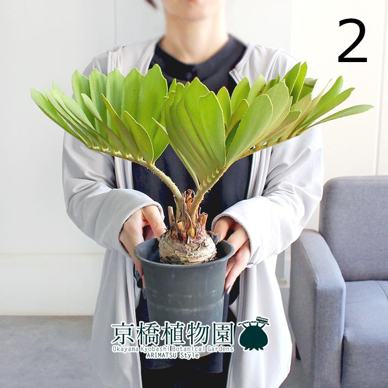 ザミア　プミラ　メキシコソテツ 現品】ザミア・プミラ（メキシコソテツ） 4号 緑鉢（4） : 花の