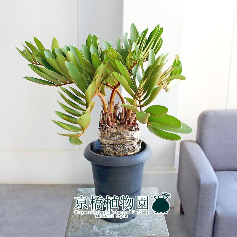 【現品】ザミア・プミラ（メキシコソテツ）　多頭株　6号　黒鉢　（2） 現品】ザミア・プミラ（メキシコソテツ） 多頭株 6号 黒鉢（2