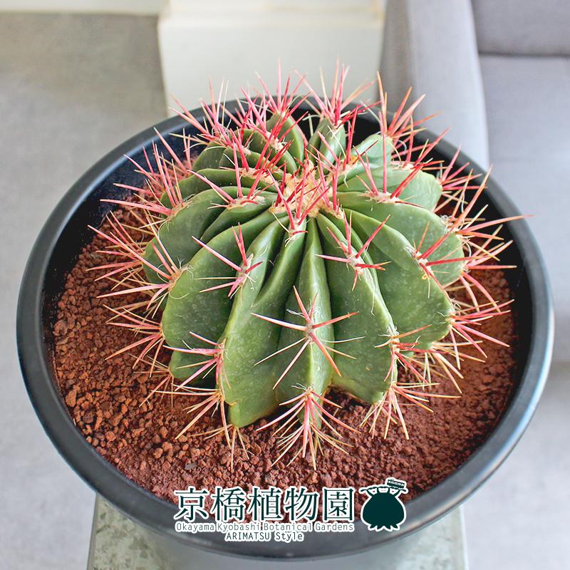 現品】サボテン 赤鳳（セキホウ） 8号 黒鉢（2） : 花のアリマツ Yahoo