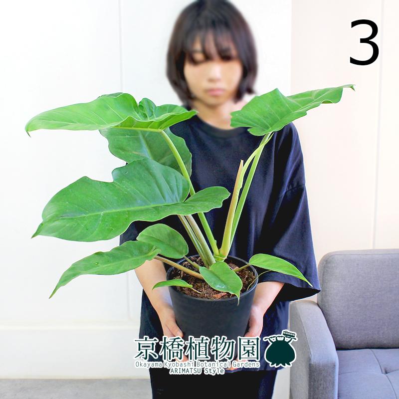 現品】フィロデンドロン・ジャングルフィーバー 6号 黒鉢（3） : 花の