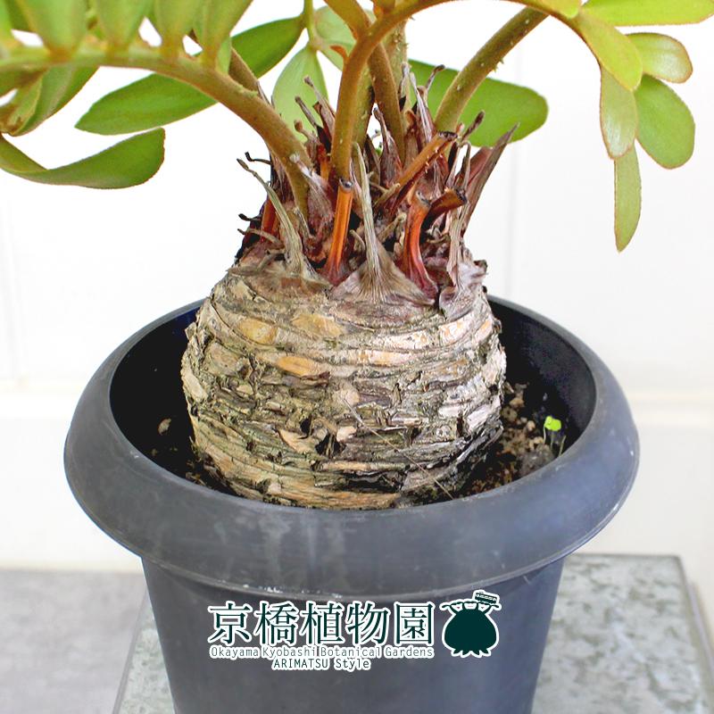 【現品】ザミア・プミラ（メキシコソテツ）　多頭株　6号　黒鉢　（1） 現品】ザミア・プミラ（メキシコソテツ） 6号 黒鉢（1） : 花の