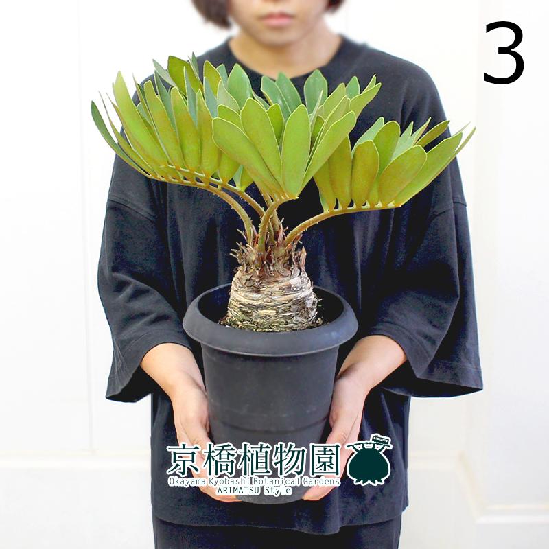 現品】ザミア・プミラ（メキシコソテツ） 6号 黒鉢（3） : 花の