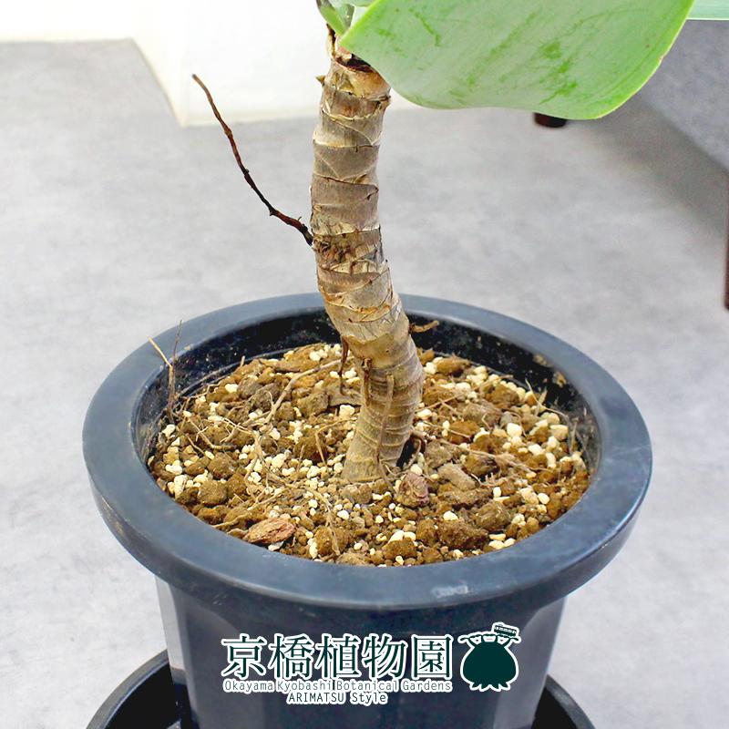 現品】アガベ・アテナータ 8号 黒鉢（1） : 花のアリマツ Yahoo!店