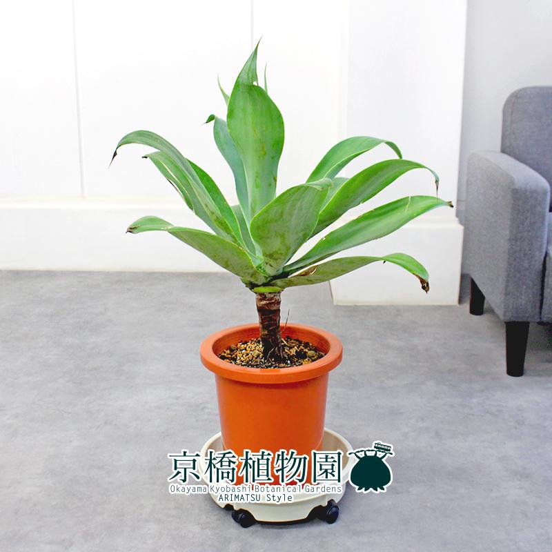 【現品】アガベ・アテナータ　8号　茶鉢　（2） 現品】アガベ・アテナータ 8号 茶鉢（A） : 花のアリマツ Yahoo!店