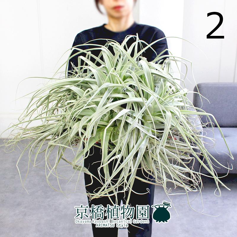 現品】チランジア・ストラミネア クランプ（2） : 花のアリマツ Yahoo